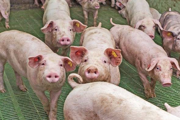 La norma busca proteger al sector porcicultor del país. La norma busca proteger al sector porcicultor del país.