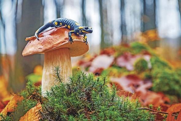 Hay ocho millones de especies en la Tierra. Hay ocho millones de especies en la Tierra.