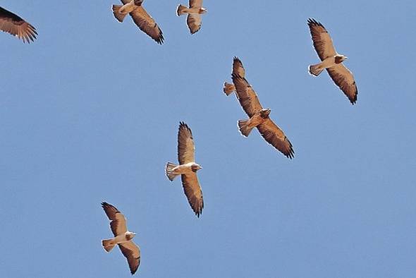 Se estima que cerca de un 15% de las aves registradas en el país son migratorias. Se estima que cerca de un 15% de las aves registradas en el país son migratorias.