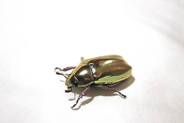 Ejemplar de la especie 'Chrysina dzidorhum' Ejemplar de la especie 'Chrysina dzidorhum'
