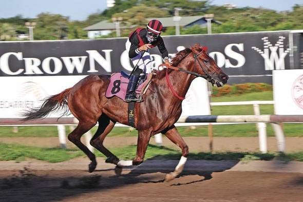 Sin dudas, el caballo estadounidense 'Capocostello' se lleva el premio al mejor equino del primer semestre de 2021 en la hípica panameña. Sin dudas, el caballo estadounidense 'Capocostello' se lleva el premio al mejor equino del primer semestre de 2021 en la hípica panameña.
