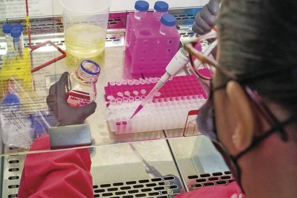 Los investigadores buscan posibles moléculas con potencial antiviral contra distintos virus transmitidos por mosquitos. Los investigadores buscan posibles moléculas con potencial antiviral contra distintos virus transmitidos por mosquitos.