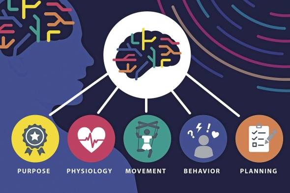 Los investigadores encontraron la región del cerebro que conecta cuerpo y mente. Los investigadores encontraron la región del cerebro que conecta cuerpo y mente.