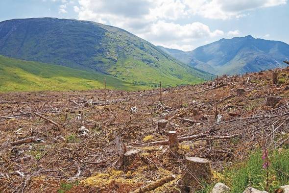 Más de 100 países dan su respaldo al pacto para detener la deforestación. Más de 100 países dan su respaldo al pacto para detener la deforestación.