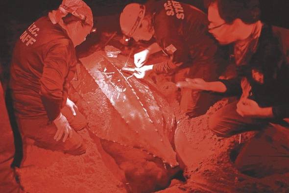 Un transmisor satelital es colocado a una tortuga baula o canal. Un transmisor satelital es colocado a una tortuga baula o canal.