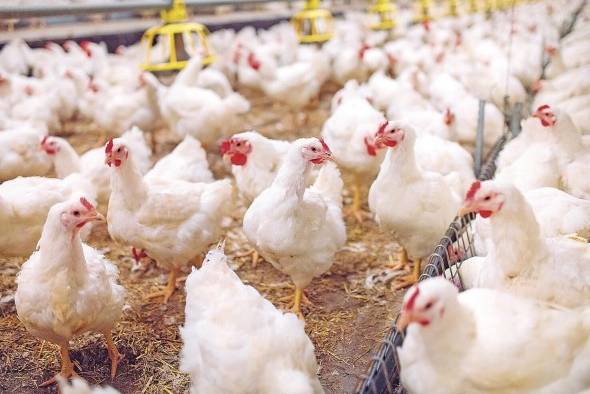 La FAO y otras organizaciones sanitarias empezarán a tomar medidas más rígidas para el control del brote. La FAO y otras organizaciones sanitarias empezarán a tomar medidas más rígidas para el control del brote.