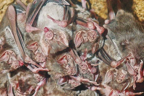 Los murciélagos vampiro forman lazos sociales de amistad. Los murciélagos vampiro forman lazos sociales de amistad.