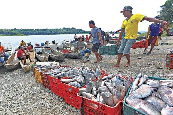 Un grupo de pescadores en Panamá. Un grupo de pescadores en Panamá.