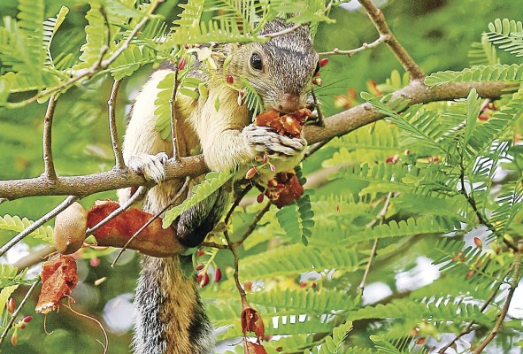 Los árboles también son primordiales para el resguardo de la biodiversidad. Los árboles también son primordiales para el resguardo de la biodiversidad.
