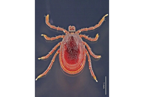 En la imagen, una 'Ixodes boliviensis' macho. En la imagen, una 'Ixodes boliviensis' macho.