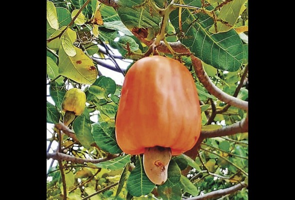 El sitio también posee una gran cantidad de frutas tropicales, como el marañón, las ciruelas y el mango. El sitio también posee una gran cantidad de frutas tropicales, como el marañón, las ciruelas y el mango.