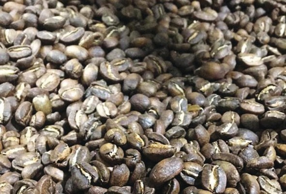 'Café de Panamá' es galardonado en 'The Great Taste', Gran Bretaña 'Café de Panamá' es galardonado en 'The Great Taste', Gran Bretaña