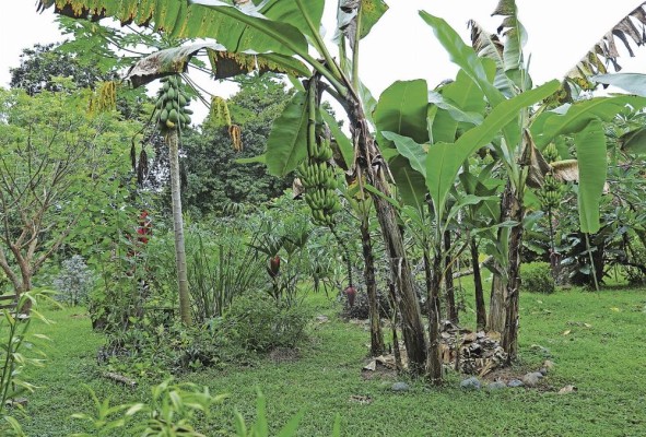Alrededor de la casa tienen un 'bosque comestible' con plantas medicinales, frutas y vegetales. Alrededor de la casa tienen un 'bosque comestible' con plantas medicinales, frutas y vegetales.