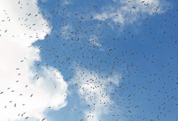 Las rapaces utilizan las corrientes de aire caliente para avanzar y ahorrar energía. Las rapaces utilizan las corrientes de aire caliente para avanzar y ahorrar energía.