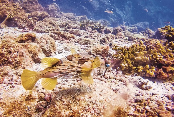 Arrecifes de coral, uno de los ecosistemas marinos prioritarios Arrecifes de coral, uno de los ecosistemas marinos prioritarios