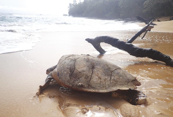 Tortuga carey en playa Larga, isla Bastimentos Tortuga carey en playa Larga, isla Bastimentos