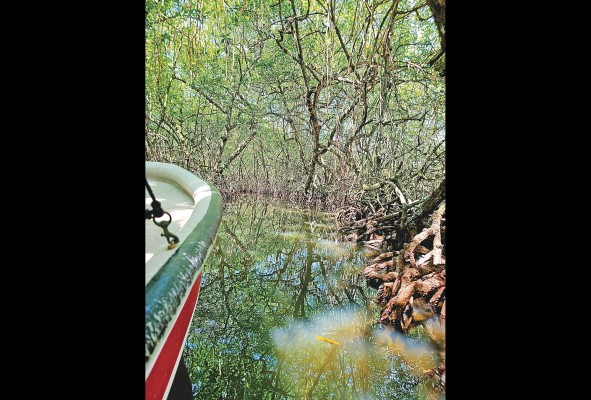 Los manglares son parte del ecosistema natural que podrá encontrar en Bocas del Toro. Los manglares son parte del ecosistema natural que podrá encontrar en Bocas del Toro.
