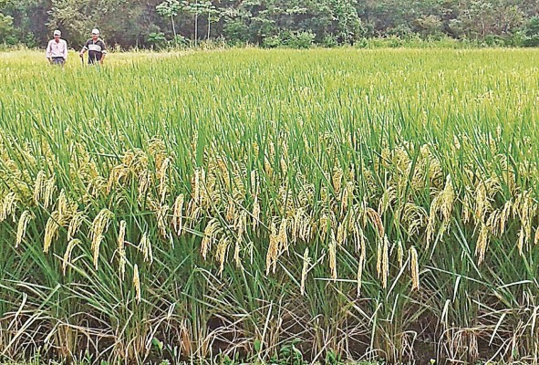 Recientemente Panamá importó un contingente de arroz de 600 mil libras con cáscara. Recientemente Panamá importó un contingente de arroz de 600 mil libras con cáscara.