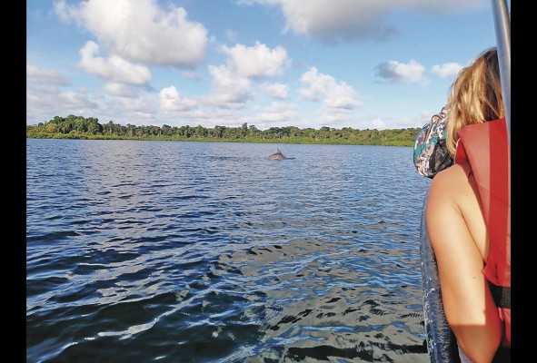 Durante una visita a isla Bastimentos es muy probable que puedas ver los delfines en su hábitat natural. Durante una visita a isla Bastimentos es muy probable que puedas ver los delfines en su hábitat natural.