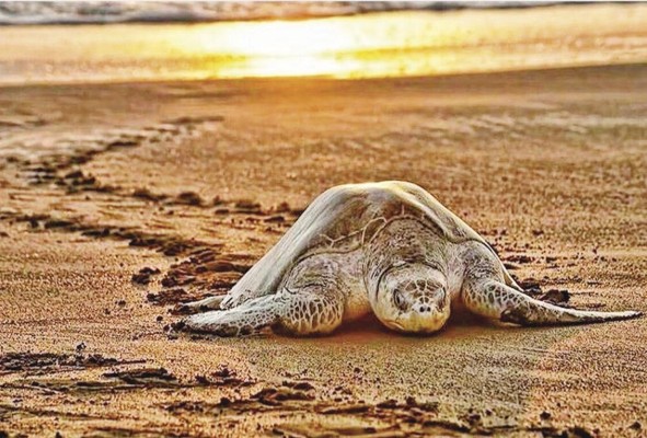 Si no se toman acciones urgentes la situación en la Tierra empeorará. Si no se toman acciones urgentes la situación en la Tierra empeorará.