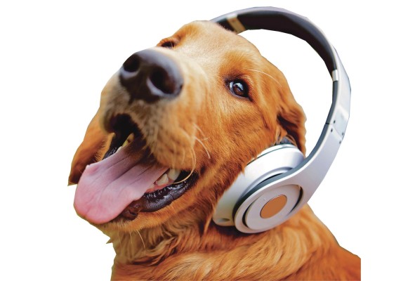 Para las mascotas que se quedan en casa la música es una buena opción. Para las mascotas que se quedan en casa la música es una buena opción.