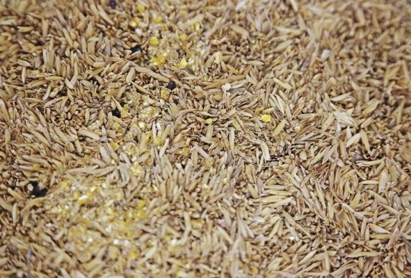 Escarabajos 'Alphitobius deaperinus' son alimentados con pienso de pollo. Escarabajos 'Alphitobius deaperinus' son alimentados con pienso de pollo.