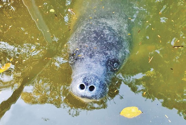 El manatí es una especie indicadora del bienestar marino y ecológico. El manatí es una especie indicadora del bienestar marino y ecológico.