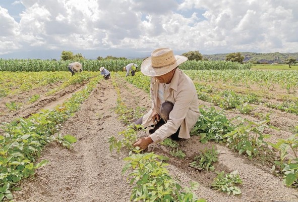 El sector agropecuario genera una quinta parte del empleo en los países miembros del Sica. El sector agropecuario genera una quinta parte del empleo en los países miembros del Sica.