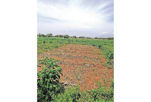 En época de verano se recorren los campos de cebolla, tomate, melón y pimentón. En época de verano se recorren los campos de cebolla, tomate, melón y pimentón.