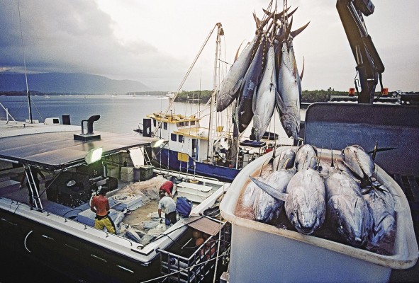 La investigación demostró que las áreas marinas protegidas de gran extensión pueden contribuir a un uso del océano 'más sostenible y equitativo', sin grandes repercusiones económicas en el sector pesquero. La investigación demostró que las áreas marinas protegidas de gran extensión pueden contribuir a un uso del océano 'más sostenible y equitativo', sin grandes repercusiones económicas en el sector pesquero.