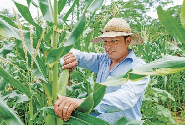 Los productores de maíz se encuentran entre los beneficiados por compensación económica. Los productores de maíz se encuentran entre los beneficiados por compensación económica.
