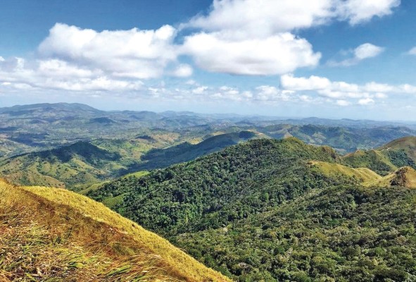 Los bosques mesoamericanos cubren solo el 0,5% de la superficie terrestre. Los bosques mesoamericanos cubren solo el 0,5% de la superficie terrestre.