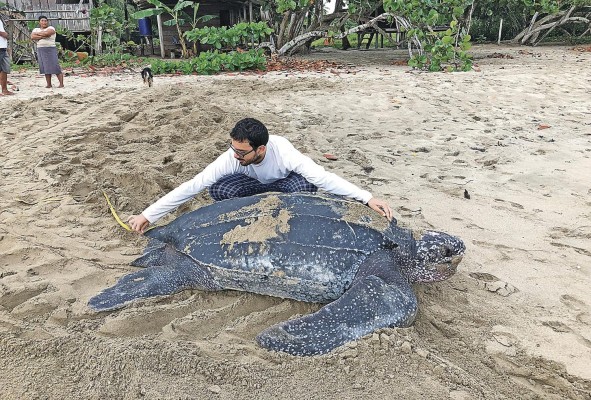 Sea Turtle Conservancy se ha dedicado a asegurar la supervivencia de las tortugas marinas. Sea Turtle Conservancy se ha dedicado a asegurar la supervivencia de las tortugas marinas.
