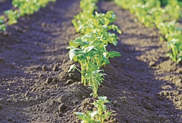Los huertos urbanos son espacios públicos gestionados colectiva y participativamente, destinados a la agricultura y la jardinería. Los huertos urbanos son espacios públicos gestionados colectiva y participativamente, destinados a la agricultura y la jardinería.