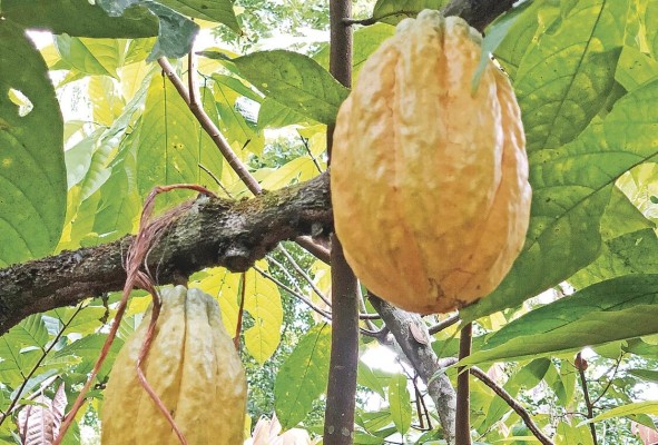 En Panamá se han estudiado comunidades de microorganismos asociadas a cultivos como el cacao. En Panamá se han estudiado comunidades de microorganismos asociadas a cultivos como el cacao.