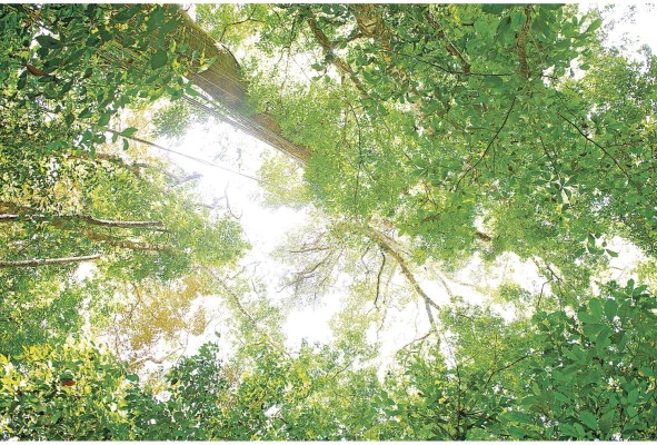 Bosques latinoamericanos buscan entrar en mercados de carbono Bosques latinoamericanos buscan entrar en mercados de carbono