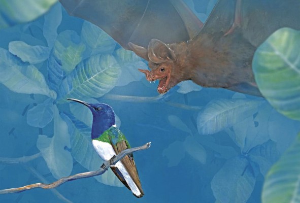 Aproximación hipotética de un murciélago de labios de flecos, Trachops cirrhosus hacia un jacobino de cuello blanco dormido. Aproximación hipotética de un murciélago de labios de flecos, Trachops cirrhosus hacia un jacobino de cuello blanco dormido.