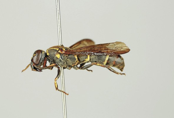 'Stenodynerus iolans'. 'Stenodynerus iolans'.