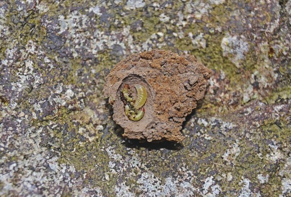 Larva de 'Stenosigma panamensis' dentro de la celda del nido. Larva de 'Stenosigma panamensis' dentro de la celda del nido.