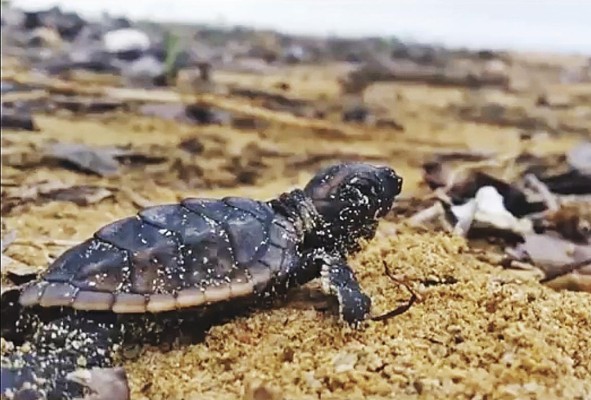 El programa de conservación y educación ambiental brinda la oportunidad de observar en directo el desove de las tortugas, y si regresó al mar. El programa de conservación y educación ambiental brinda la oportunidad de observar en directo el desove de las tortugas, y si regresó al mar.