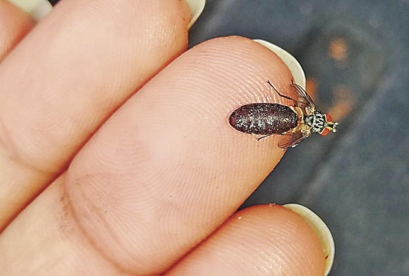 Adulto de Lixophaga saliendo de la pupa. Adulto de Lixophaga saliendo de la pupa.