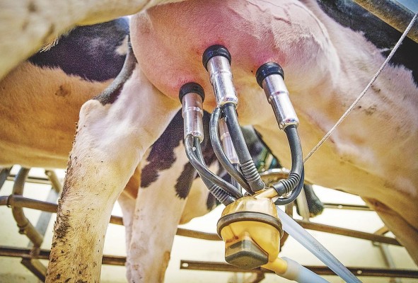 Con la pospandemia, la producción de un litro de leche resultaba más alta que el precio de venta. Con la pospandemia, la producción de un litro de leche resultaba más alta que el precio de venta.