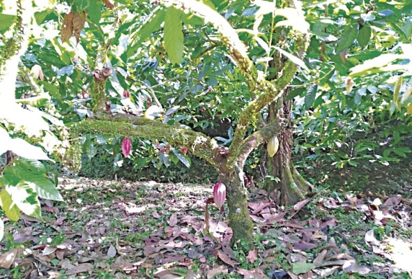 En 2015, Panamá recibió la certificación de que el 50% de la producción del país era cacao fino y de aroma. En 2015, Panamá recibió la certificación de que el 50% de la producción del país era cacao fino y de aroma.