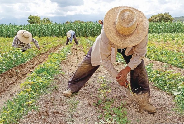 Tras el paso de la crisis de la pandemia, el sector rural de la región enfrenta desafíos laborales en materia de género, edad y educación. Tras el paso de la crisis de la pandemia, el sector rural de la región enfrenta desafíos laborales en materia de género, edad y educación.