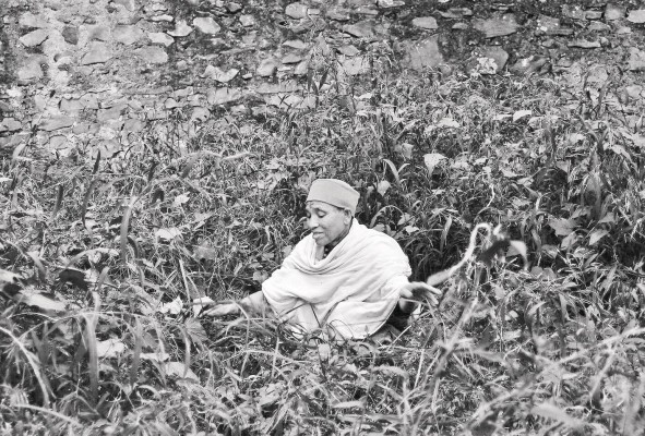 Mujer anciana limpia malezas en un sitio turístico, Etiopía Mujer anciana limpia malezas en un sitio turístico, Etiopía