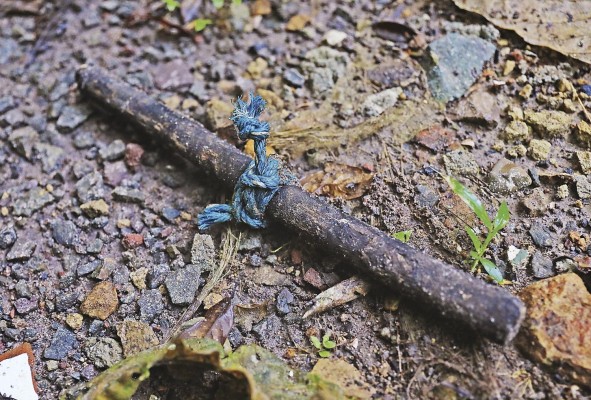 Evidencias de extracción ilegal de cocobolo en el Parque Soberanía. Los traficantes atan los troncos a la cuerda azul y ayudados del palo los jalan para facilitar su traslado a la vía. Evidencias de extracción ilegal de cocobolo en el Parque Soberanía. Los traficantes atan los troncos a la cuerda azul y ayudados del palo los jalan para facilitar su traslado a la vía.