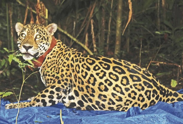 Hembra 'Chucunaque' con collar. Hembra 'Chucunaque' con collar.