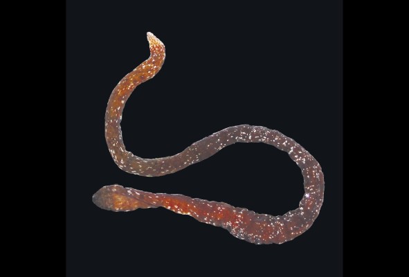 El inusual nemertino que Natsumi halló mientras practicaba 'snorkel' en Bocas del Toro resultó ser una nueva especie y la primera de su género en el Caribe. El inusual nemertino que Natsumi halló mientras practicaba 'snorkel' en Bocas del Toro resultó ser una nueva especie y la primera de su género en el Caribe.