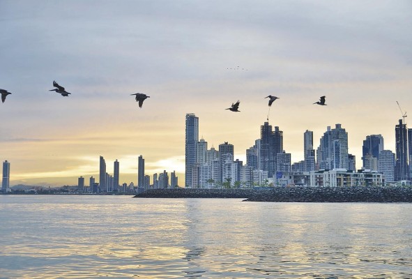 La bahía de Panamá alberga un tercio de la población mundial de playeros occidentales. La bahía de Panamá alberga un tercio de la población mundial de playeros occidentales.