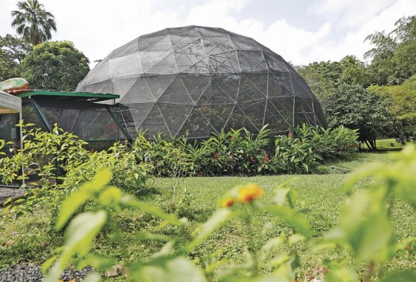El primer mariposario de Summit se diseñó para fomentar la conservación de estas especies en el país. El primer mariposario de Summit se diseñó para fomentar la conservación de estas especies en el país.